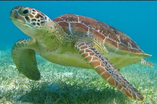 Snorkeling Combo 3 x 1 Lagoon Cenote Reef with Tulum Temples - The Practical Side: Transportation, Price, and Comfort