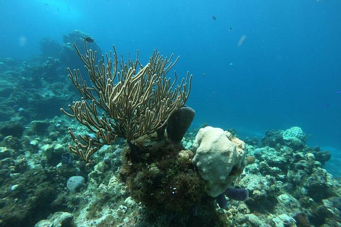 Snorkeling Experience Cozumel only from Playa del Carmen - Details You Should Know