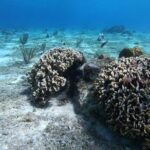 Snorkeling Experience in Cozumel with Transportation from Cancun - Final Thoughts: Is It Worth It?