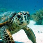 Snorkeling Experience with Turtles in Cenote in Riviera Maya - An Honest Look at the Riviera Maya Snorkeling Tour