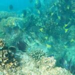 Snorkeling On Chilean Beach Transportation And Drinks Included - The Value of Guided Snorkeling with Included Amenities