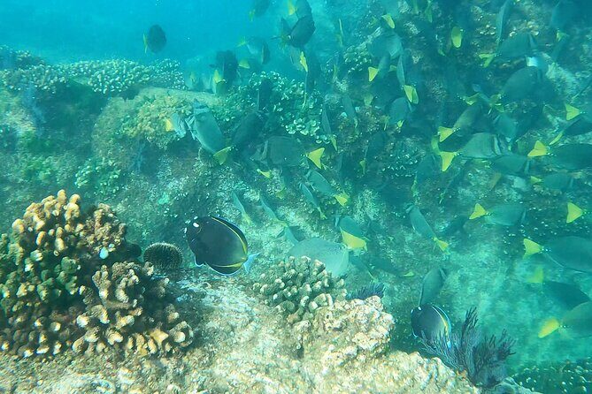 Snorkeling On Chilean Beach Transportation And Drinks Included - The Value of Guided Snorkeling with Included Amenities