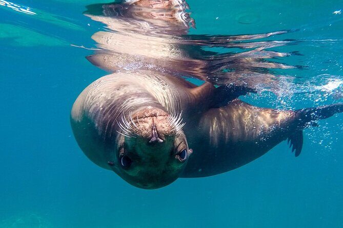 Snorkeling Open Ocean Wildlife Safari in Los Cabos with Photos Included - What Makes This Tour Special?
