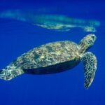 Snorkeling picnic in 4h30 with lunch in Tahiti - Key Points