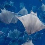 Snorkeling with Mobulas in La Ventana Bay Round trip from La Paz - Is It Worth the Price?