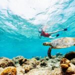 Snorkeling with Turtles and Cenotes - Detailed Breakdown of the Itinerary