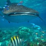 Snorkeling with Whale Sharks - Isla Mujeres - What is the Tour All About?