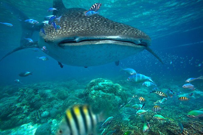 Snorkeling with Whale Sharks - Isla Mujeres - What is the Tour All About?