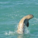 Snubfin Dolphin Eco Cruise from Broome - What the Reviews Say
