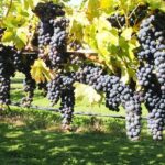 Solo Traveller Full Day Wine Gourmet and Scenic Delights Tour from Blenheim - Final Thoughts: Is This Tour Worth It?