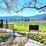 Sonoma and Napa Champagne Wine Private Tour Half Day - Is It Worth the Price?