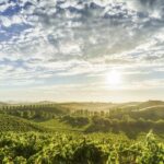 Sonoma Valley: Guided Winery Tour with Picnic Lunch - Who Is This Tour Best For?