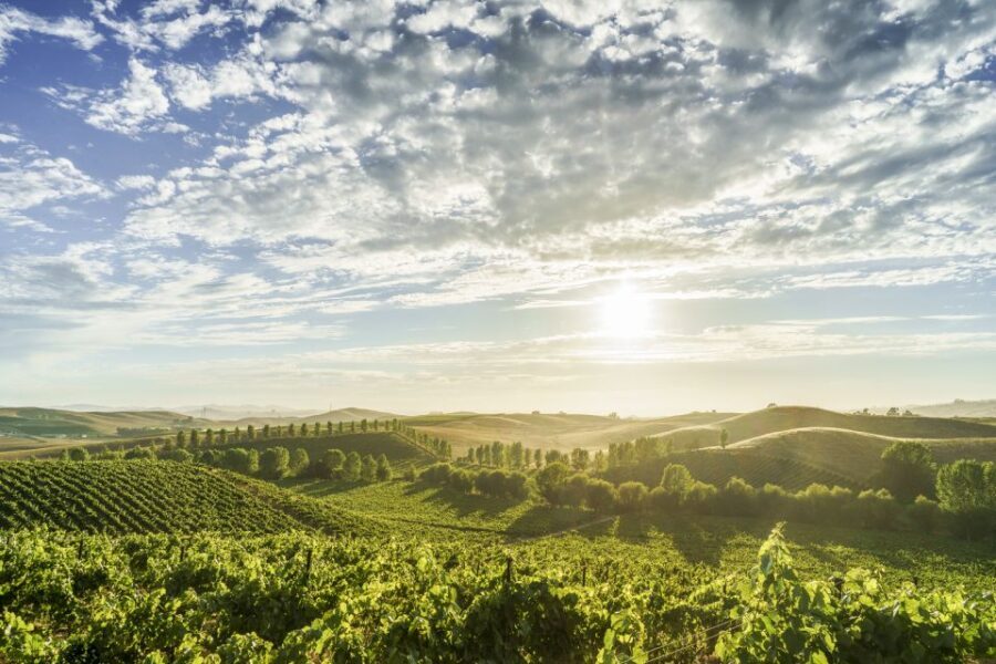 Sonoma Valley: Guided Winery Tour with Picnic Lunch - Who Is This Tour Best For?