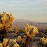 Sonoran Desert Jeep Tour - Who Would Enjoy This Tour?