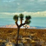 Soul Reconnection Retreat in Joshua Tree - What to Expect from Your Day at Joshua Tree