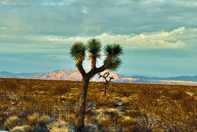 Soul Reconnection Retreat in Joshua Tree - What to Expect from Your Day at Joshua Tree