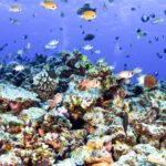 South Maui: Eco Friendly Molokini and Turtle Town Tour - The Highlights of This Tour