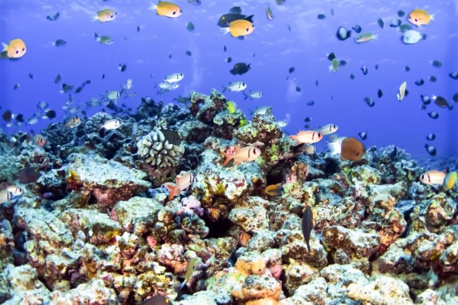 South Maui: Eco Friendly Molokini and Turtle Town Tour - The Highlights of This Tour