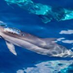 South Maui: Lanai Snorkel & Dolphin Watch from Maalaea - The Journey to Lanai