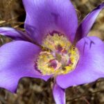 South Okanagan Desert Tour - Final Thoughts