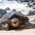 South Shore Aloha Friendly Tour - The Practical Side: What to Expect