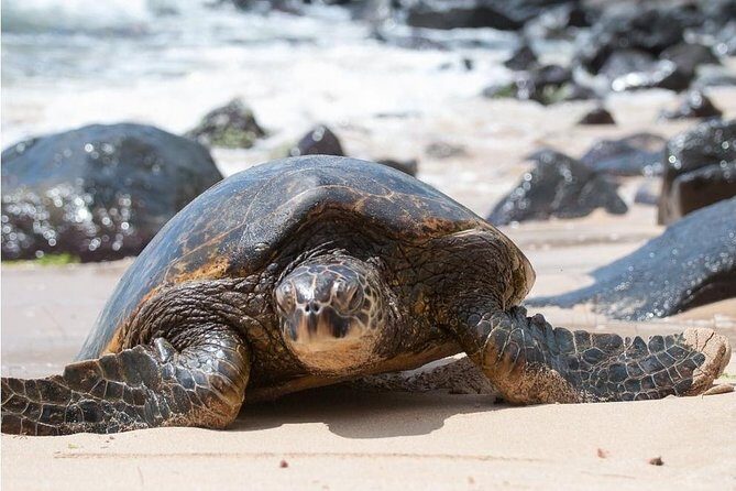 South Shore Aloha Friendly Tour - The Practical Side: What to Expect