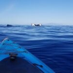 South Shore Turtle Kayak and Snorkel Experience - The Sum Up