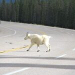 Spanish Private Tour to Banff and Lake Louise Canada from Calgary - What We Loved About This Tour