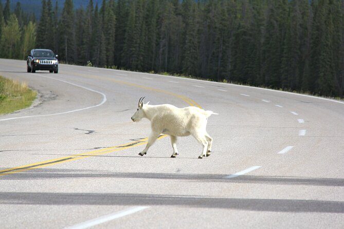 Spanish Private Tour to Banff and Lake Louise Canada from Calgary - What We Loved About This Tour