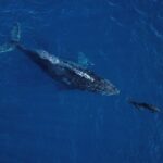 Speed Boat Whale Watching Tour - Why This Tour Could Be Perfect for You