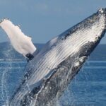 Spirit of Hervey Bay Whale Watching Cruise - The Itinerary: What to Expect