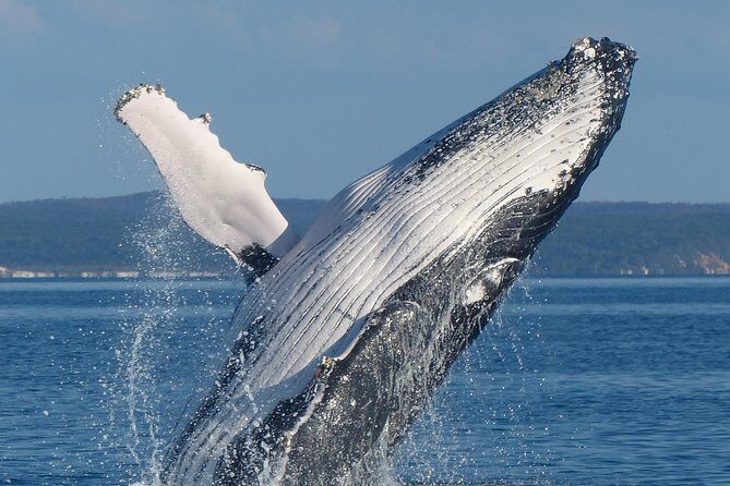 Spirit of Hervey Bay Whale Watching Cruise - The Itinerary: What to Expect