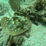 sport fishing and snorkeling in the reef in costa maya - Final Thoughts