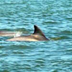 St. Augustine: Dolphin and Wildlife Historical Boat Tour - Who Would Love This Tour?