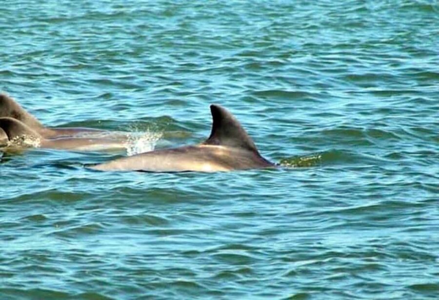 St. Augustine: Dolphin and Wildlife Historical Boat Tour - Who Would Love This Tour?