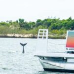 St. Augustine: Expert-Led Dolphin & Wildlife Eco Adventure - What to Expect from This Wildlife Eco-Adventure