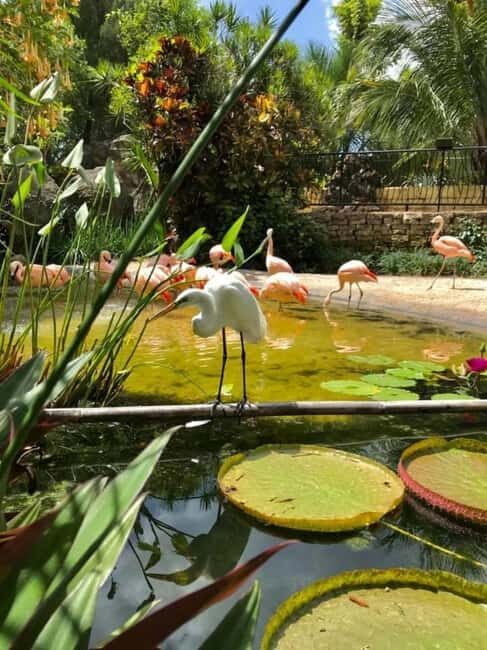 St. Petersburg: Eco Segway Tour with Sunken Gardens - Seawall Viewing: Manatees and Dolphins