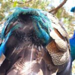 St. Petersburg Jungle Prada Site History Tour - Who Would Love This Tour?