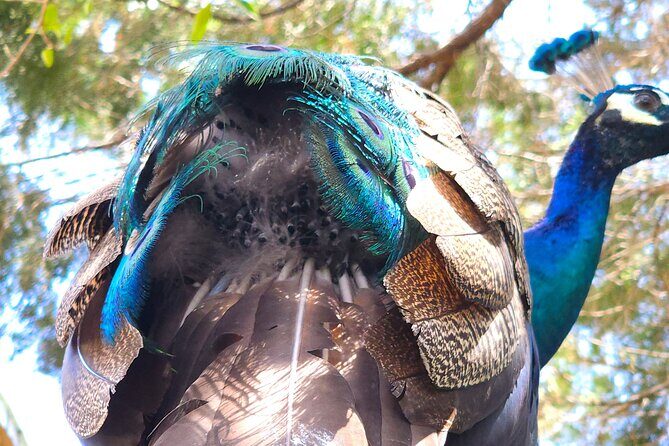 St. Petersburg Jungle Prada Site History Tour - Who Would Love This Tour?