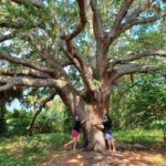 St. Petersburg: Lake Maggiore Bike Tour with Guide - What to Expect on the Tour