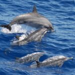 Stand Up Paddle Board Rentals in Kailua-Kona - What Sets This Apart?