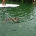 Stand Up Paddle Nature and Turtle tour-Guaranteed to see turtles - The Pros and Cons