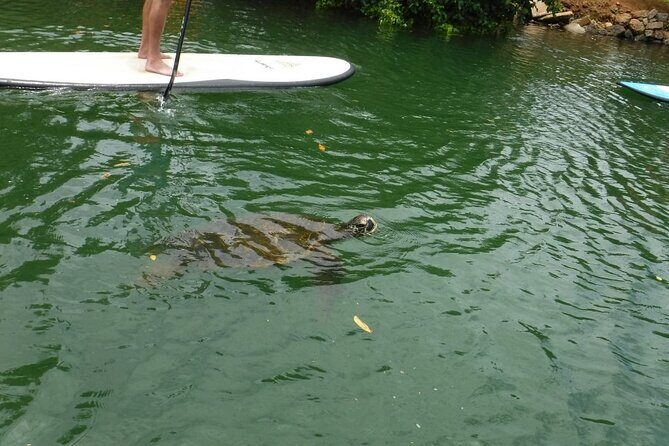 Stand Up Paddle Nature and Turtle tour-Guaranteed to see turtles - The Pros and Cons