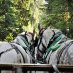 Stanley Park Horse-Drawn Tour - Final Thoughts
