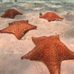 Star and Turtle Sanctuary Snorkeling Tour in Cozumel - Final Thoughts