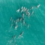 Stradbroke Island Eco Day Trip from Brisbane  Wildlife & Beaches - Authentic Traveler Insights from Reviews