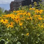 Street Art: Power Politics & Place - Final Thoughts