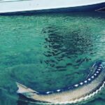 Sturgeon fishing on the Fraser river - Who Should Consider This Tour?