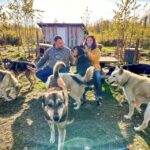 Summer Sled Dog Kennel Tour - The Experience of Being Surrounded by Huskies