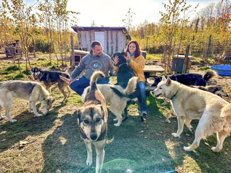 Summer Sled Dog Kennel Tour - The Experience of Being Surrounded by Huskies